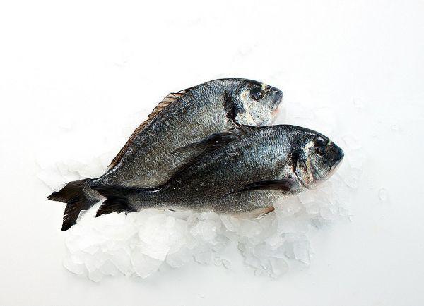 Dorade Royal